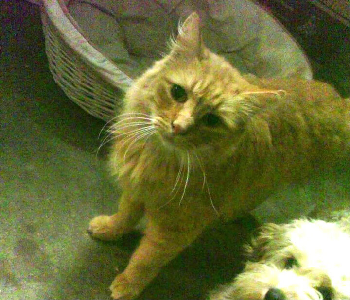 中国足球年鉴2025版正式发行,2020中国足球报告