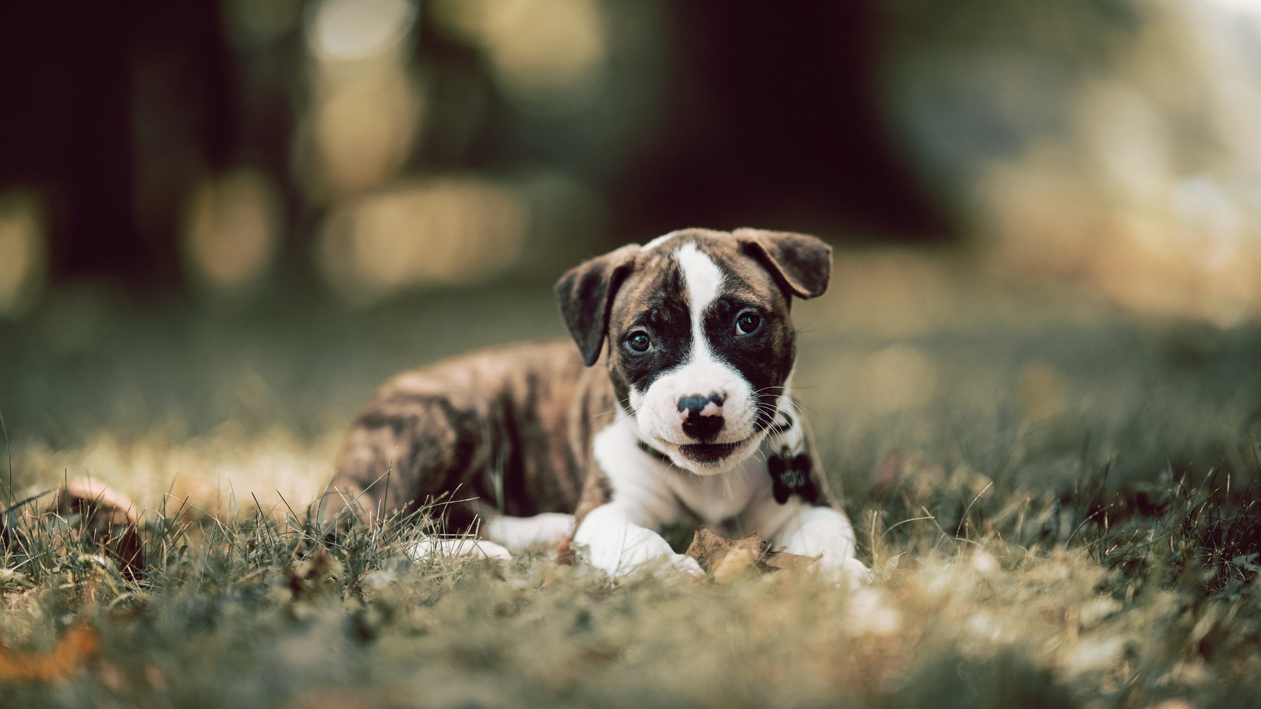 乐鱼体育APP官方下载-意甲新前锋连续多场进球，成为球队核心，意甲前瞻推荐