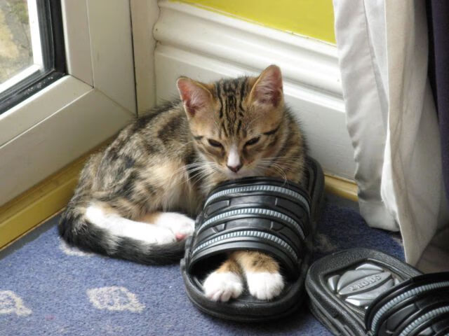 联赛市场化是否提升了整体竞争力,联赛改革