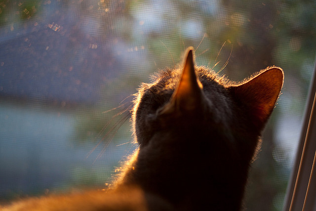 NBA球员职业道德与形象建设,nba球员的职业年限