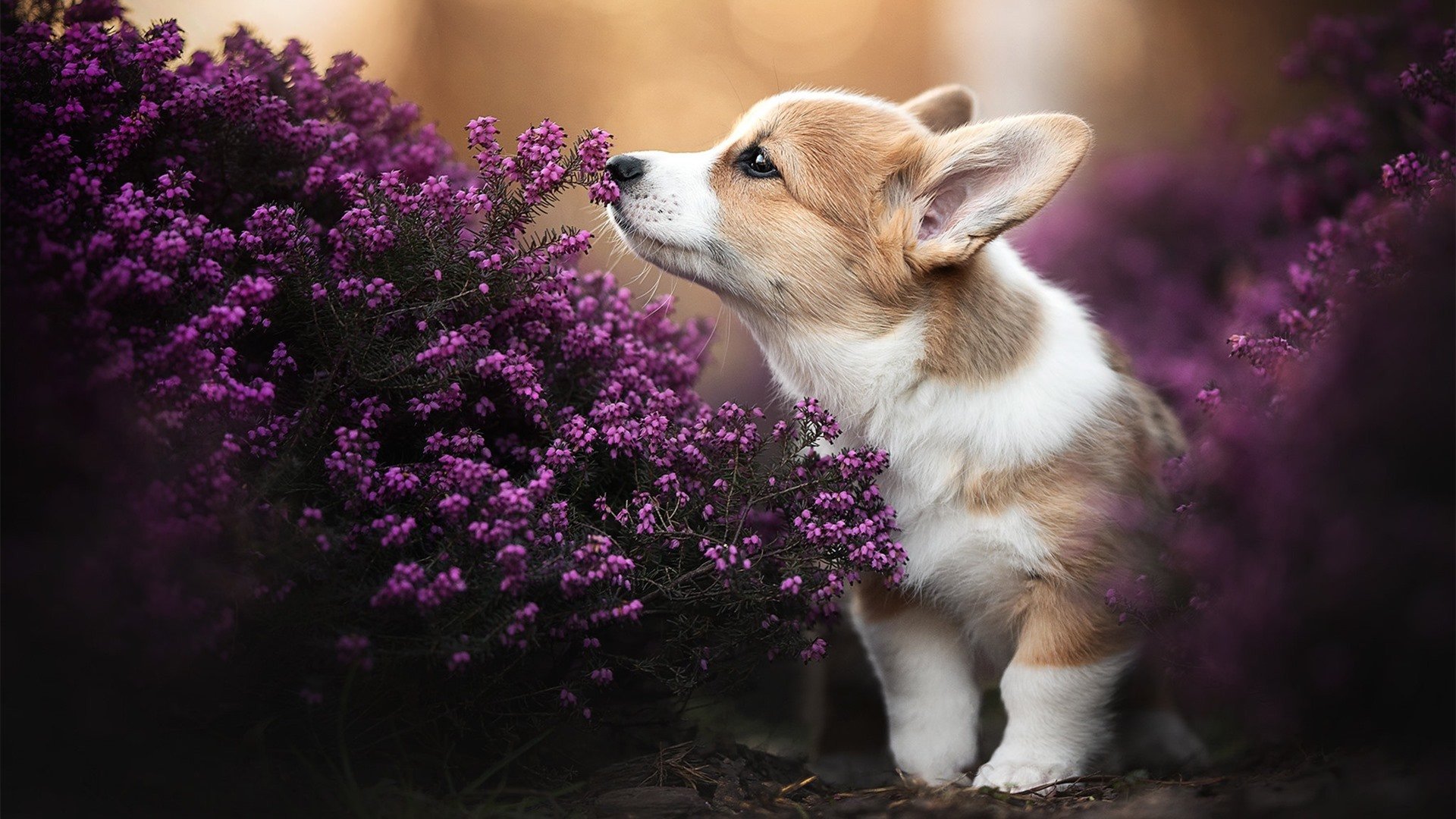 新闻中心启动新产品试点,新产品的新闻发布会