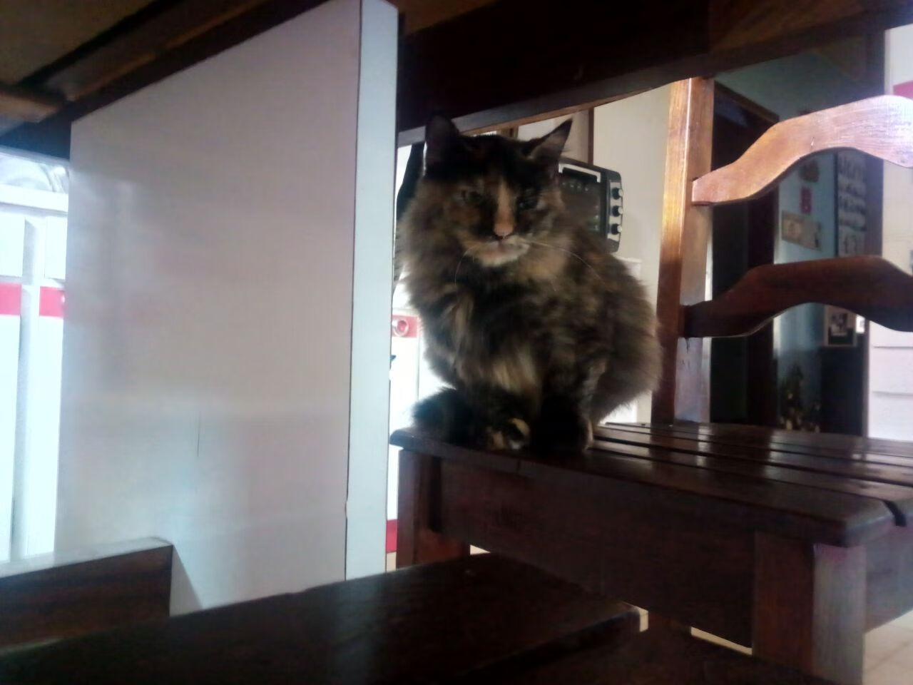 瑞典团队在2024年乒乓世界杯赛场上的决胜时刻,瑞典世乒赛团体赛女团决赛