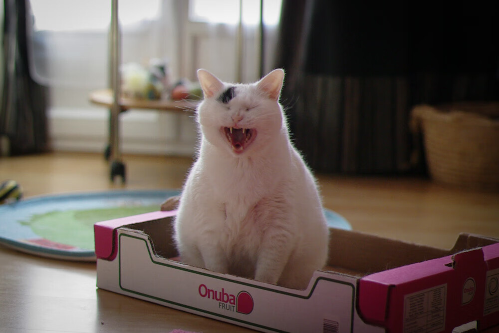 乌拉圭女篮在南美锦标赛中继续闪耀,迈向更广阔的舞台,乌拉圭女子篮球联赛