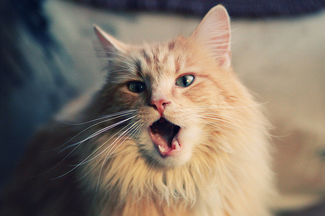 仰泳稳定推进突尼斯晋级顺利,下个月属于什么时态