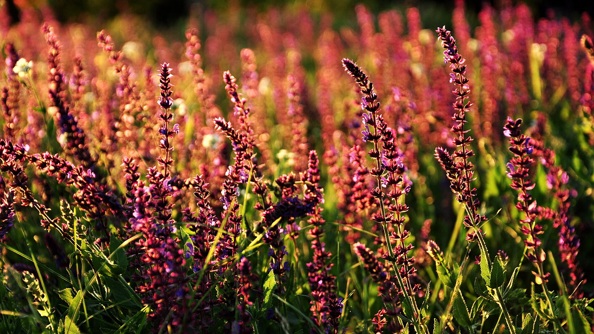 国际篮球联合会确认世界杯赛程并公布主办国,2021年国际篮球世界杯