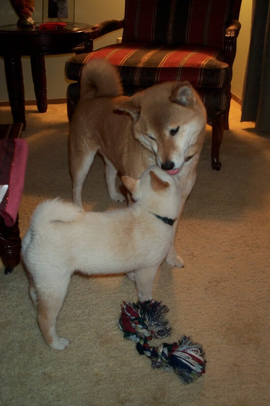 巴尔:在关键时刻,他总能做出精确的判断,为全黑队带来胜利的机会