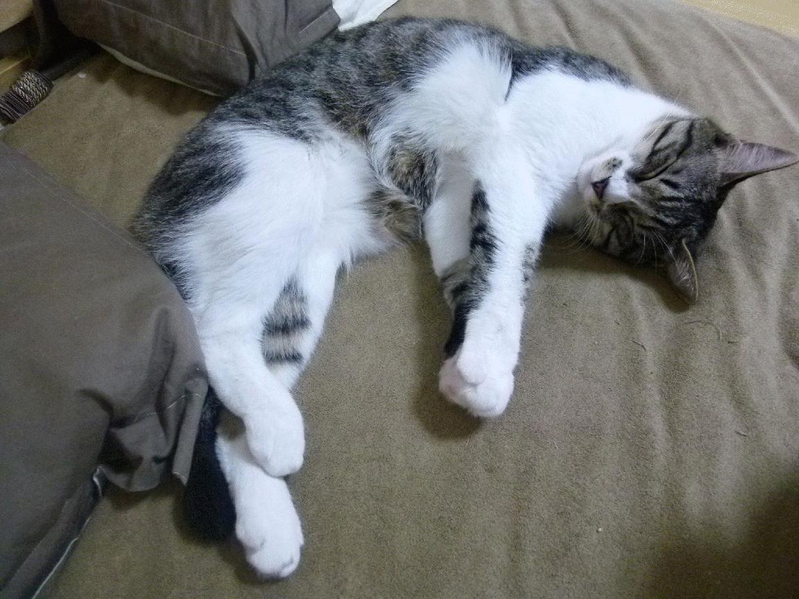 乐鱼娱乐app-弗朗索瓦·斯图尔特：南非队战术调整的关键人物，攻防两端俱佳