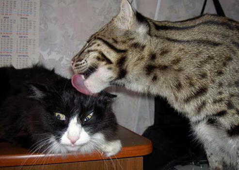 德甲速度狂飙：瞬秒突破引爆现场！，德甲跑动距离排名