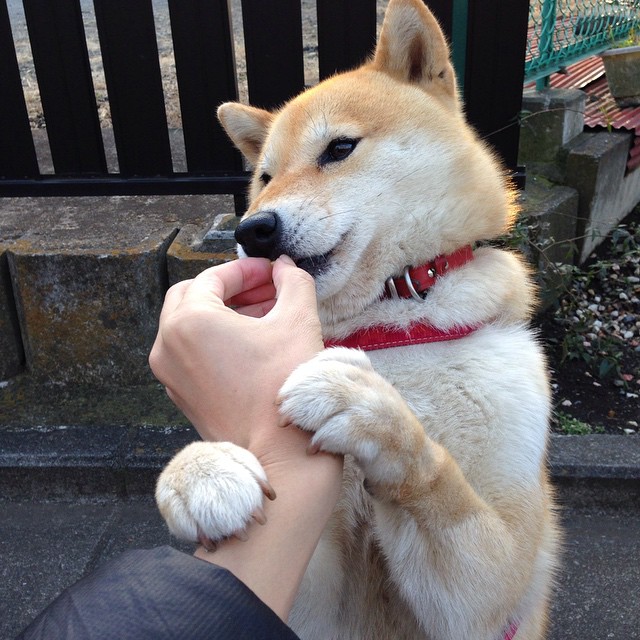 荷兰队在欧洲预赛中表现突出,晋级在即