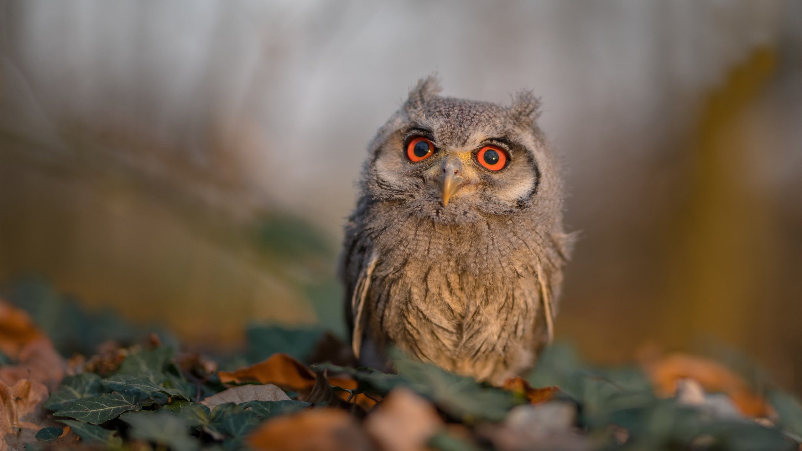 西亚卡姆半场得分破二十状态火热，西亚卡姆2021集锦