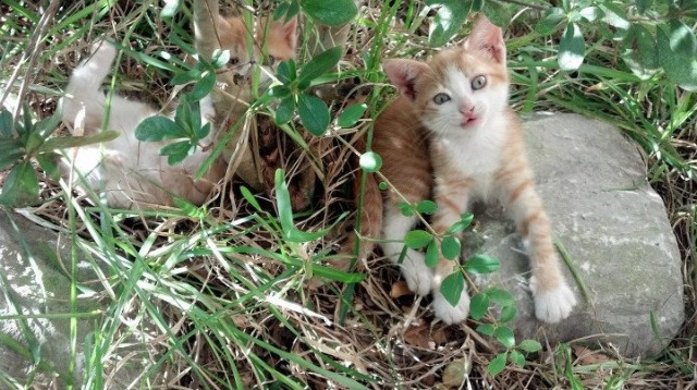 西亚卡姆半场得分破二十状态火热，西亚卡姆2021集锦